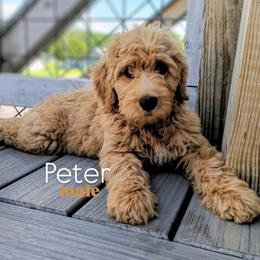Peter Cottontail - Red  male Goldendoodle puppy in Ringgold, Georgia from Re Family Doodles