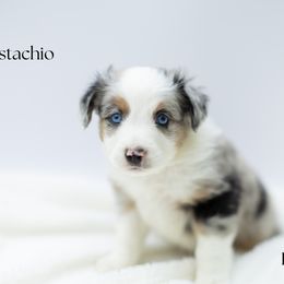 Pistachio - Blue merle male Miniature Australian Shepherd puppy in Wooster, Ohio from Kari's Mini Aussies