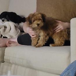 Paisley - Havanese