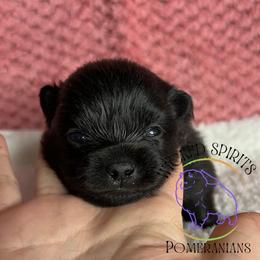 HOLD AKC SNAP - Black male Pomeranian puppy in Watkins Glen, New York from Wicked Spirits Pomeranians