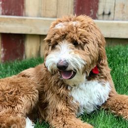 Herbie - Goldendoodle
