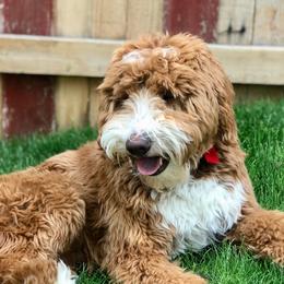 Herbie - Goldendoodle