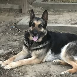 German Shepherd Puppies from Sandy’s Shepherds