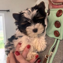 Junior - Black tan and white male Biewer Terrier puppy in Palmer, Alaska from Frosty Paw Biewers and Yorkshires