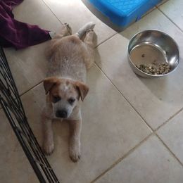 Australian Cattle Dog Puppies from FullMoon Cattle Dogs