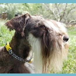 Baylee - Miniature Schnauzer