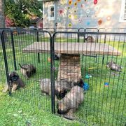 Leonberger puppies from Leonberger Puppies at Harris Acres