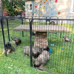Leonberger puppies from Leonberger Puppies at Harris Acres