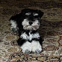 Miniature Schnauzer Puppies from Pierhaus Minature Schnauzers