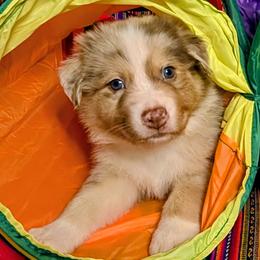 Australian Shepherd Puppies from Firelight Australian Shepherds