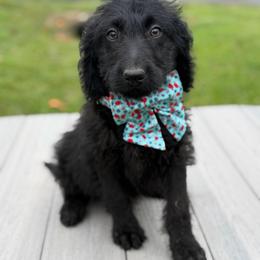 Leo - Black male Labradoodle puppy in Georgetown, South Carolina from Muddy Bay Kennels