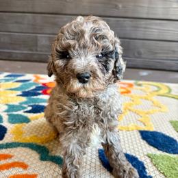 Chai - Merle female Goldendoodle puppy in Brooksville, Florida from Spring Prairie Doodles
