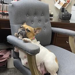 French Bulldogs from Main Street Frenchie