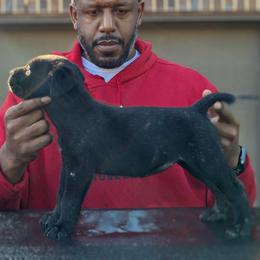 Girl 2 - Black brindle female Cane Corso puppy in Sienna, Texas from Robinson Elite Corsos