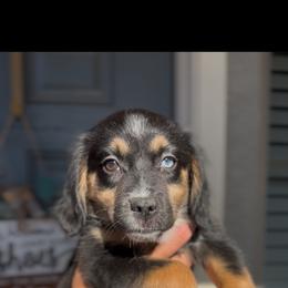 Kimber - Black tri female Miniature Australian Shepherd puppy in Queen Creek, Arizona from Arizona Aussies