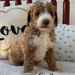 Green boy - Red  male Goldendoodle puppy in Wilmington, North Carolina from Wrightsville Beach GoldenDoodles