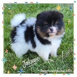 Jakamo - Tri-colored male Pomeranian puppy in Eatonville, Washington from Foxy Forest Poms