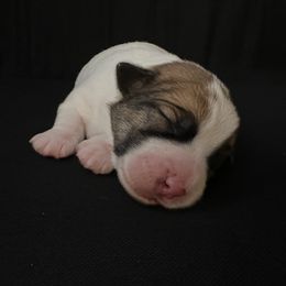 Russell Terrier Puppies from Breezy Meadows Russell Terriers