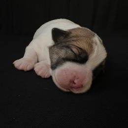 Russell Terrier Puppies from Breezy Meadows Russell Terriers