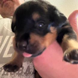 Yellow girl - Black and mahogany female Rottweiler puppy in Colorado Springs, Colorado from Von Locher Rotties