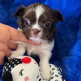 Anna - Chocolate and white female Chihuahua puppy in Mesa, Arizona from Arizona Dream Chihuahuas