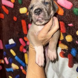 Annabelle - Fawn female Great Dane puppy in Orange Grove, Texas from Shadow Veil Dane’s