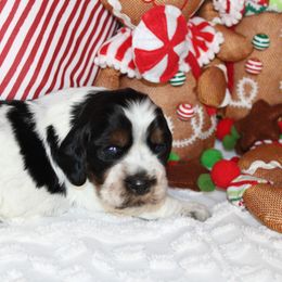 Girl 1 - English Springer Spaniel puppy in Swainsboro, Georgia from Sweet Georgia Springers