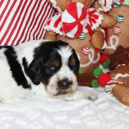 Girl 1 - English Springer Spaniel puppy in Swainsboro, Georgia from Sweet Georgia Springers