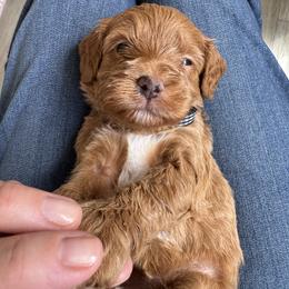 Rocket - Apricot male Goldendoodle puppy in Gilbert, Arizona from DogHouse Doodles