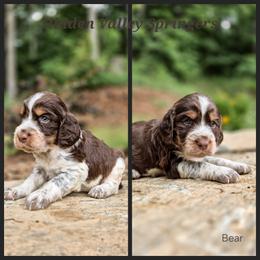 Bear - White and black male English Springer Spaniel puppy in Westminster, South Carolina from Hidden Valley Springers