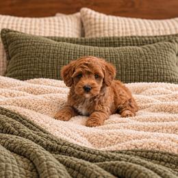 Raleigh - Red  male Goldendoodle puppy in Floyd, Virginia from Hearts and Paws Poodles and Doodles