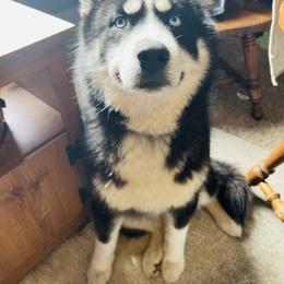 Siberian Husky puppies from Dances With Huskies