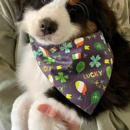 Girl 1 - Black tri-color Australian Shepherd puppy in Virginia from Spirit Aussies