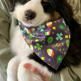 Girl 1 - Black tri-color Australian Shepherd puppy in Virginia from Spirit Aussies