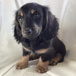 Dachshund Puppies from Vorhies Family Dachshunds