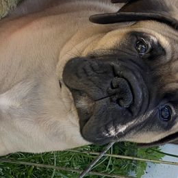 Bullmastiff Puppies from Amulet Bullmastiffs