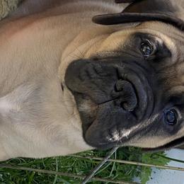 Bullmastiff Puppies from Amulet Bullmastiffs