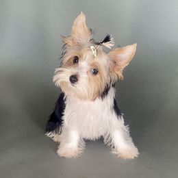 Pomeranian and Yorkshire Terrier Puppies from BC Breeders Association