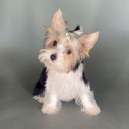 Pomeranian and Yorkshire Terrier Puppies from BC Breeders Association