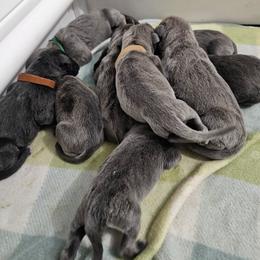 Eve - Gray brindle female Cane Corso puppy in Roachdale, Indiana from Cast Iron Kennels