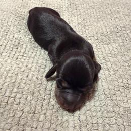Boy 2 - Black and tan male Dachshund puppy in Surprise, Arizona from Mighty Little Dachshunds