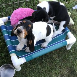 Basset Hound Puppies from Silverado Basset Hounds