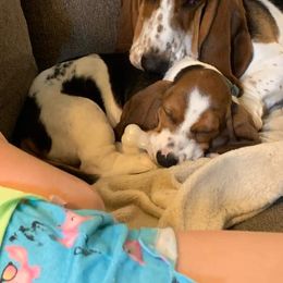 Basset Hound Puppies from Redbud Ranch Basset Hounds