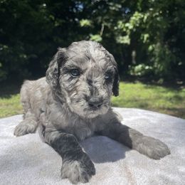 Pepper - Goldendoodle puppy from Doodlepark