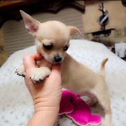 BLITZEN - Fawn male Chihuahua puppy in Ligonier, Indiana from Country Charm Chihuahuas