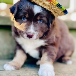 Elmer - Red tri-color male Australian Shepherd puppy in Marshall, Virginia from Greywood Farm Aussies