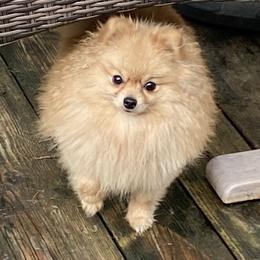 Winnie - Pomeranian