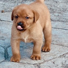 Labrador Retriever Puppies from Highland Labradors