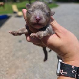 Dash - Blue merle male Pomeranian puppy in Chattanooga, Tennessee from Valley Poms