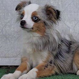 Miniature Australian Shepherds from BCK